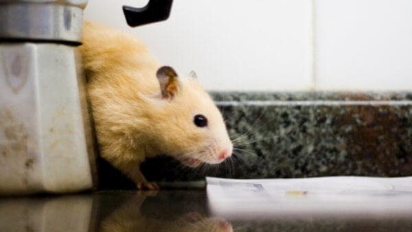 mice create health risks in kitchens