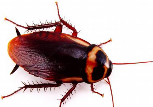 Large Cockroaches can cause serious health issue