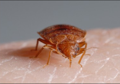 We can remove these Bed Bugs