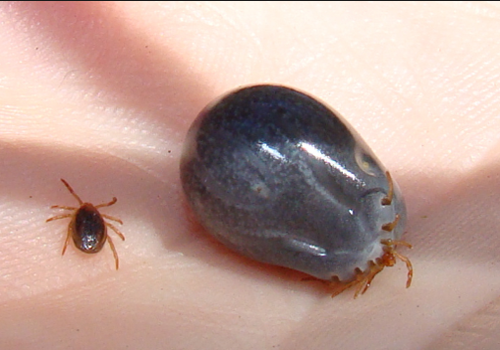 Tick infestations can occur when just one tick is brought into the home