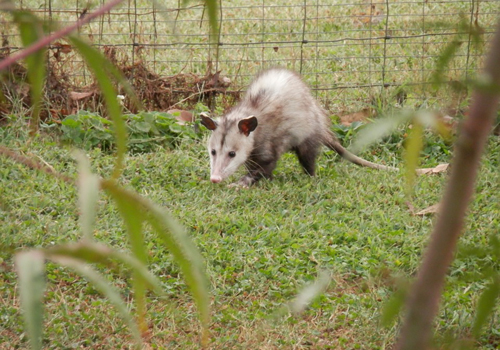 Possums can be a big problem for households