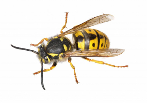Let us remove dangerous wasp nests