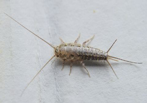 Silverfish infestation can cause a big problem in your home or business
