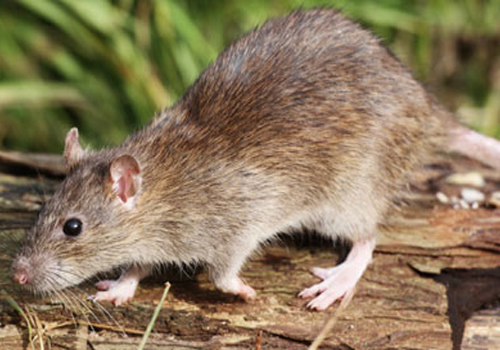 We can remove disease carrying rats
