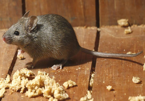 Mice are common pesky pets in homes and businesses