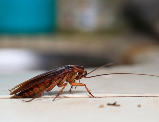 Large Cockroaches can cause serious